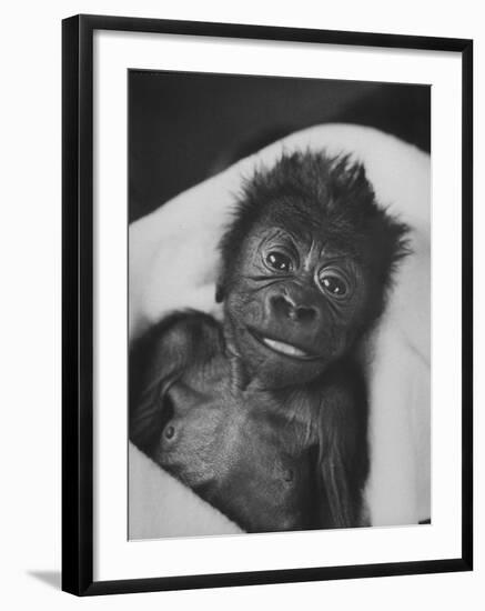 Newborn Gorilla Born in an Ohio Zoo Posing for a Picture-Grey Villet-Framed Photographic Print