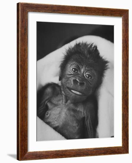 Newborn Gorilla Born in an Ohio Zoo Posing for a Picture-Grey Villet-Framed Photographic Print