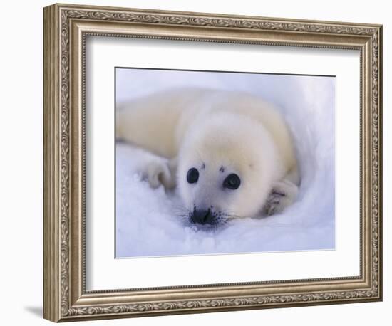 Newborn Harp Seal-Staffan Widstrand-Framed Photographic Print