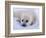 Newborn Harp Seal-Staffan Widstrand-Framed Photographic Print