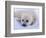 Newborn Harp Seal-Staffan Widstrand-Framed Photographic Print