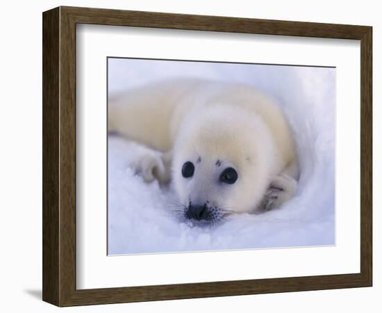 Newborn Harp Seal-Staffan Widstrand-Framed Photographic Print