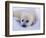 Newborn Harp Seal-Staffan Widstrand-Framed Photographic Print