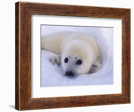 Newborn Harp Seal-Staffan Widstrand-Framed Photographic Print