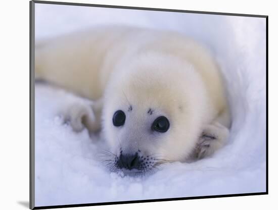 Newborn Harp Seal-Staffan Widstrand-Mounted Photographic Print