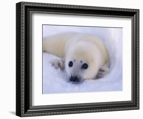 Newborn Harp Seal-Staffan Widstrand-Framed Photographic Print