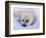 Newborn Harp Seal-Staffan Widstrand-Framed Photographic Print