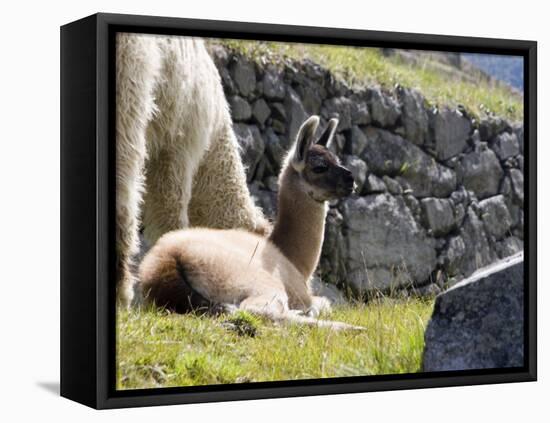 Newborn Llama Resting on Main Plaza, Machu Picchu, Peru-Diane Johnson-Framed Premier Image Canvas