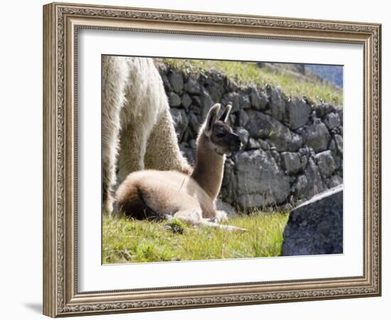 Newborn Llama Resting on Main Plaza, Machu Picchu, Peru-Diane Johnson-Framed Photographic Print