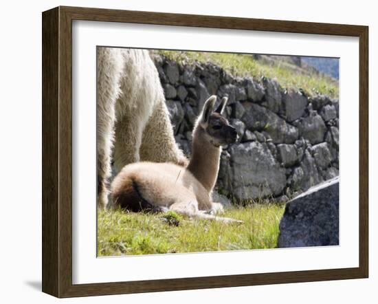 Newborn Llama Resting on Main Plaza, Machu Picchu, Peru-Diane Johnson-Framed Photographic Print