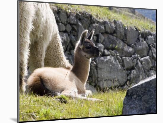 Newborn Llama Resting on Main Plaza, Machu Picchu, Peru-Diane Johnson-Mounted Photographic Print