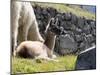 Newborn Llama Resting on Main Plaza, Machu Picchu, Peru-Diane Johnson-Mounted Photographic Print