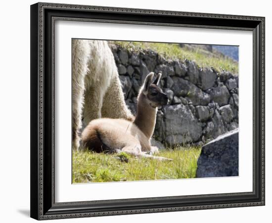 Newborn Llama Resting on Main Plaza, Machu Picchu, Peru-Diane Johnson-Framed Photographic Print