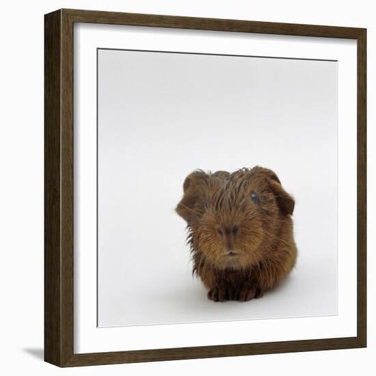 Newborn Red Guinea Pig, Still Wet from Birth-Jane Burton-Framed Photographic Print