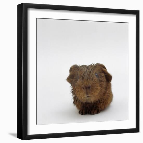 Newborn Red Guinea Pig, Still Wet from Birth-Jane Burton-Framed Photographic Print