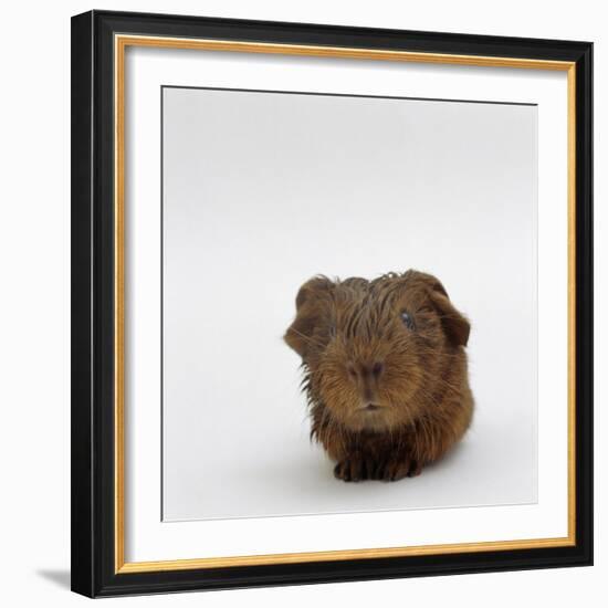 Newborn Red Guinea Pig, Still Wet from Birth-Jane Burton-Framed Photographic Print