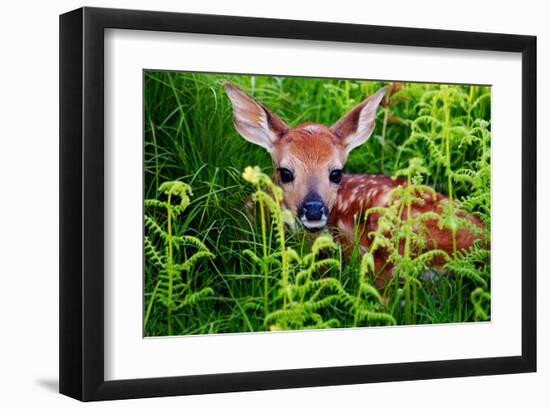 Newborn Whitetail Fawn Resting-null-Framed Art Print