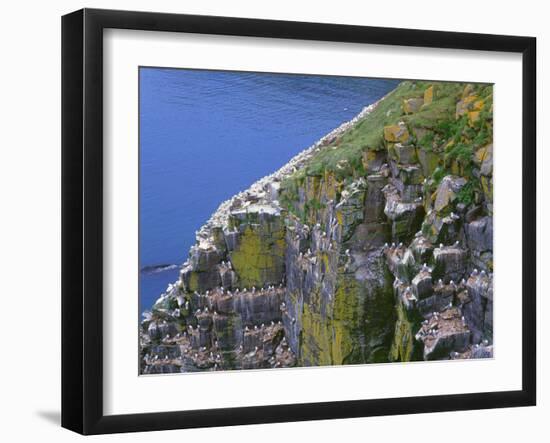 Newfoundland, Cape Saint Mary's Ecological Reserve-John Barger-Framed Photographic Print