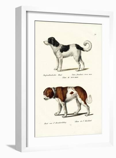 Newfoundland Dog, 1824-Karl Joseph Brodtmann-Framed Giclee Print