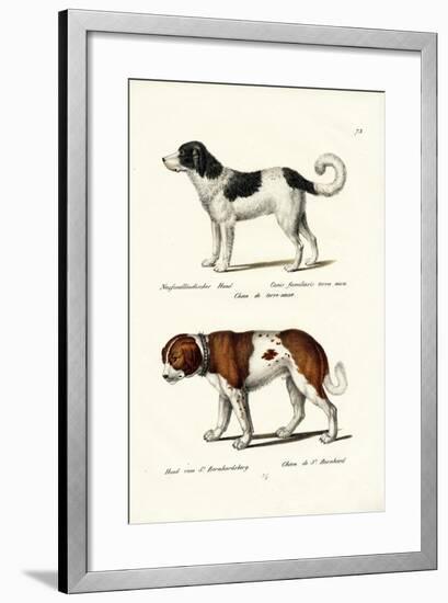 Newfoundland Dog, 1824-Karl Joseph Brodtmann-Framed Giclee Print