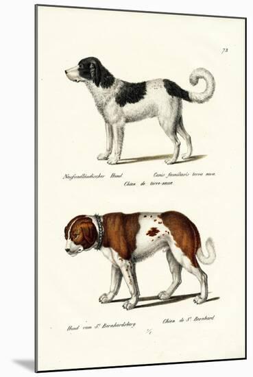 Newfoundland Dog, 1824-Karl Joseph Brodtmann-Mounted Giclee Print