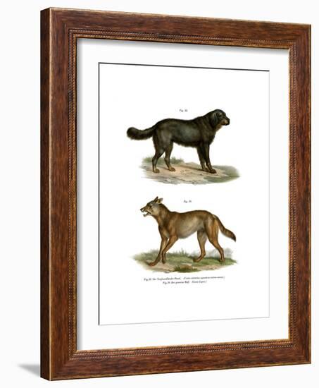 Newfoundland Dog, 1860-null-Framed Giclee Print