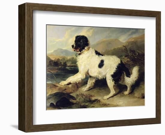 Newfoundland Dog Called Lion, 1824-Edwin Henry Landseer-Framed Giclee Print