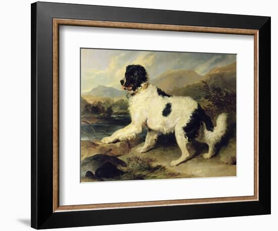 Newfoundland Dog Called Lion, 1824-Edwin Henry Landseer-Framed Giclee Print