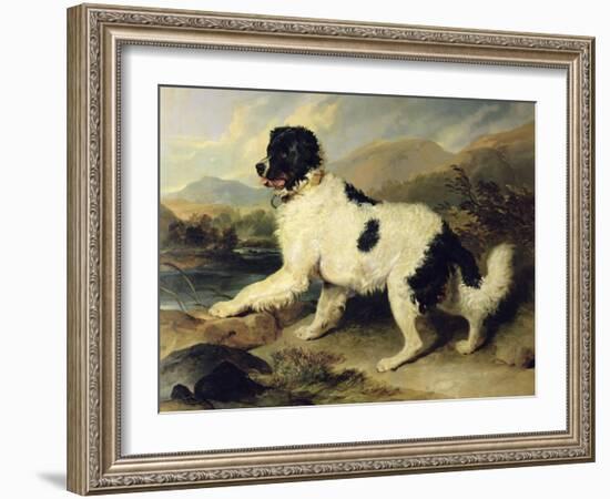 Newfoundland Dog Called Lion, 1824-Edwin Henry Landseer-Framed Giclee Print