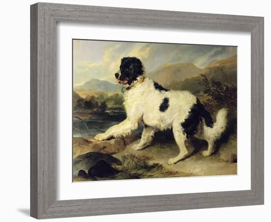 Newfoundland Dog Called Lion, 1824-Edwin Henry Landseer-Framed Giclee Print