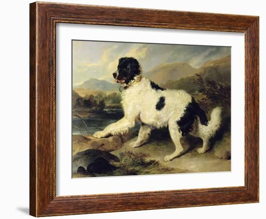 Newfoundland Dog Called Lion, 1824-Edwin Henry Landseer-Framed Giclee Print