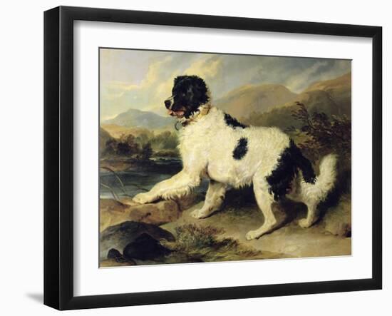 Newfoundland Dog Called Lion, 1824-Edwin Henry Landseer-Framed Giclee Print