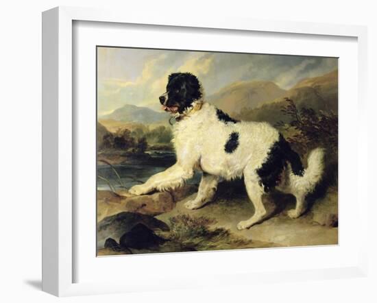 Newfoundland Dog Called Lion, 1824-Edwin Henry Landseer-Framed Giclee Print