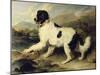 Newfoundland Dog Called Lion, 1824-Edwin Henry Landseer-Mounted Giclee Print