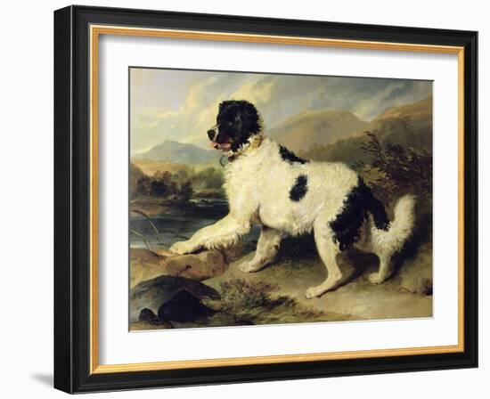 Newfoundland Dog Called Lion, 1824-Edwin Henry Landseer-Framed Giclee Print