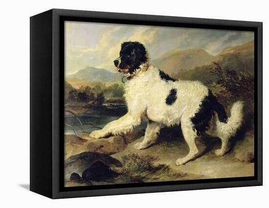 Newfoundland Dog Called Lion, 1824-Edwin Henry Landseer-Framed Premier Image Canvas