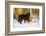 Newfoundland dog standing in snow, Connecticut-Lynn M. Stone-Framed Photographic Print