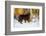 Newfoundland dog standing in snow, Connecticut-Lynn M. Stone-Framed Photographic Print