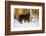 Newfoundland dog standing in snow, Connecticut-Lynn M. Stone-Framed Photographic Print