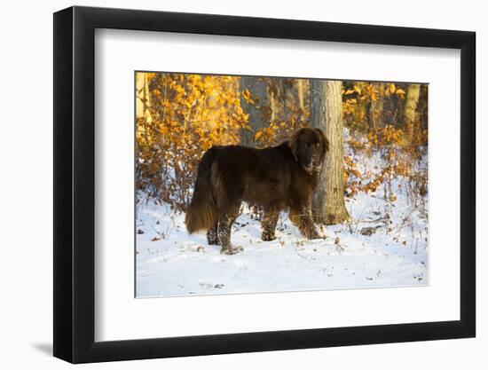 Newfoundland dog standing in snow, Connecticut-Lynn M. Stone-Framed Photographic Print