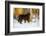 Newfoundland dog standing in snow, Connecticut-Lynn M. Stone-Framed Photographic Print