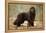 Newfoundland Dog-null-Framed Premier Image Canvas