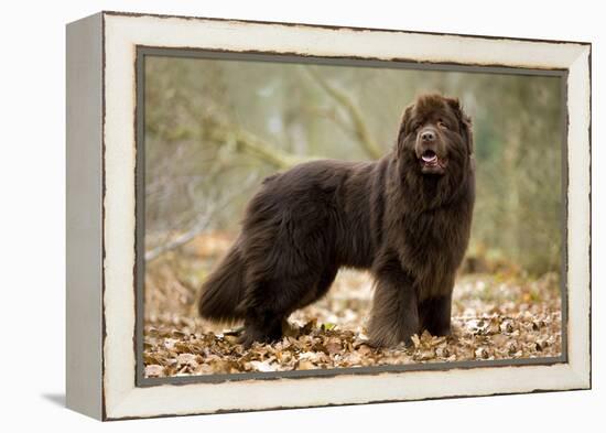 Newfoundland Dog-null-Framed Premier Image Canvas