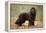 Newfoundland Dog-null-Framed Premier Image Canvas