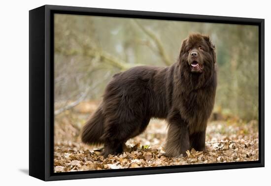 Newfoundland Dog-null-Framed Premier Image Canvas