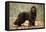 Newfoundland Dog-null-Framed Premier Image Canvas