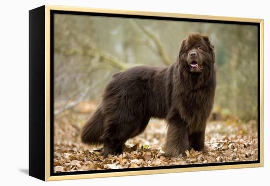 Newfoundland Dog-null-Framed Premier Image Canvas