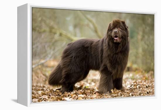 Newfoundland Dog-null-Framed Premier Image Canvas