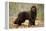 Newfoundland Dog-null-Framed Premier Image Canvas