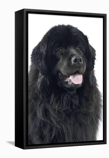 Newfoundland Dog-null-Framed Premier Image Canvas